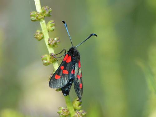 Réf. 334 512 : Zygaena trifolii